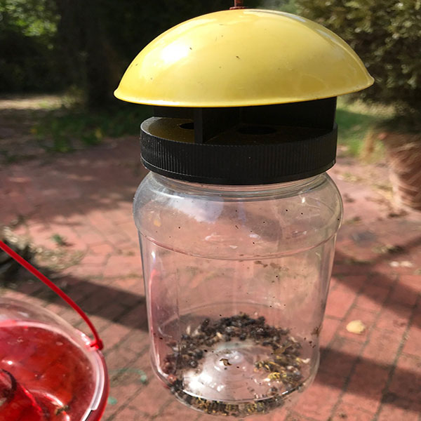 VESPEX European Wasp Lure Wasp In Bottle